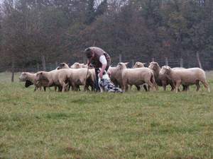 moutons1.JPG (12021 octets)
