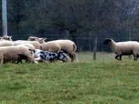 moutons3.jpg (5062 octets)