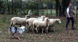 moutons4.JPG (8555 octets)