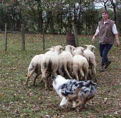 moutons5.JPG (17084 octets)