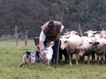 moutons6.jpg (16554 octets)