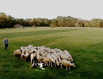 polka_mouton1.JPG (25200 octets)