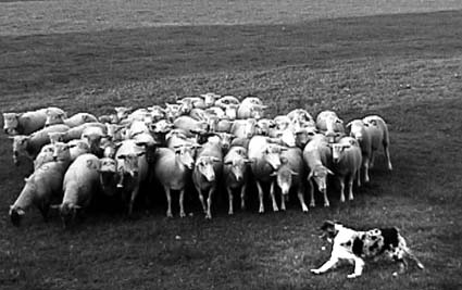 polka_mouton11.JPG (25588 octets)