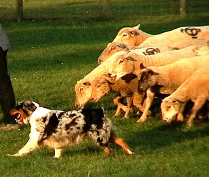 polka_mouton2.JPG (31826 octets)