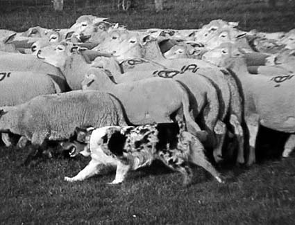 polka_moutons12.JPG (29819 octets)