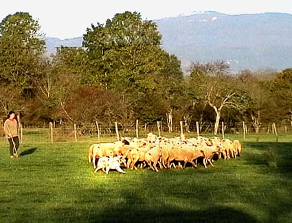 polka_mouton11.JPG (25588 octets)