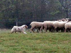 moutons2.jpg (9220 octets)