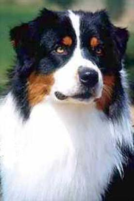 boomer_tete.JPG (13799 octets)