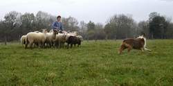 moutons3.JPG (12165 octets)