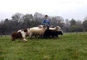 moutons4.JPG (9916 octets)