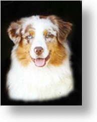 chips-face.jpg (14756 octets)