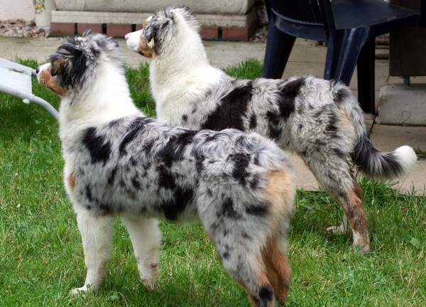 baika et sweet les deux frangines