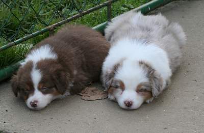cherlok et caresse sieste