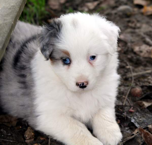 Chimre Blue