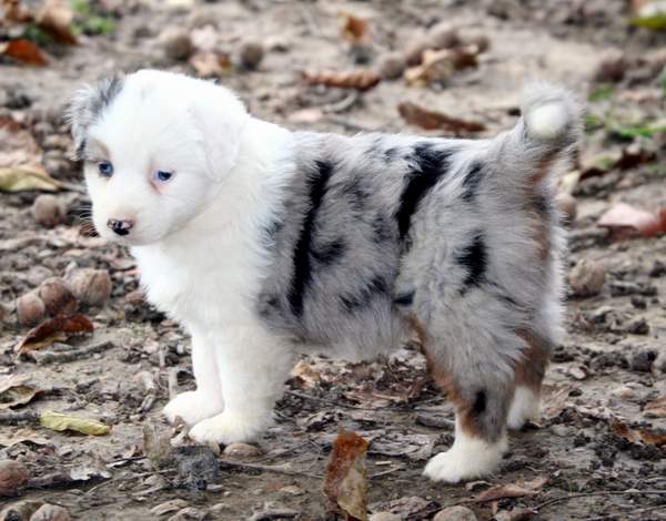 Chimre Blue