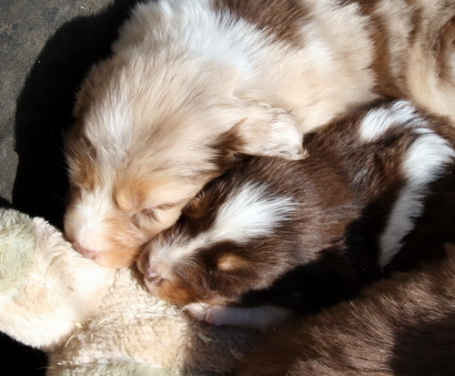 Darling et Dolce vita